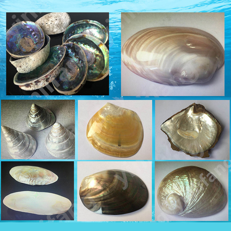 Kertas Lembaran Abalone untuk  - Musical Instruments List ulasan dan harga